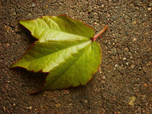 Leaf ....