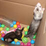 Ferrets in a Box