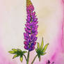 Lupine