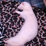 Sleeping Princess