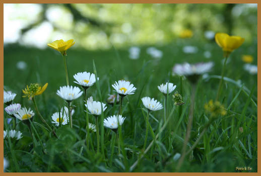 Daisies