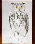 Eurasian eagle-owl by xxAlbert1337xx
