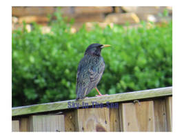 Euro Starling 10 rsz