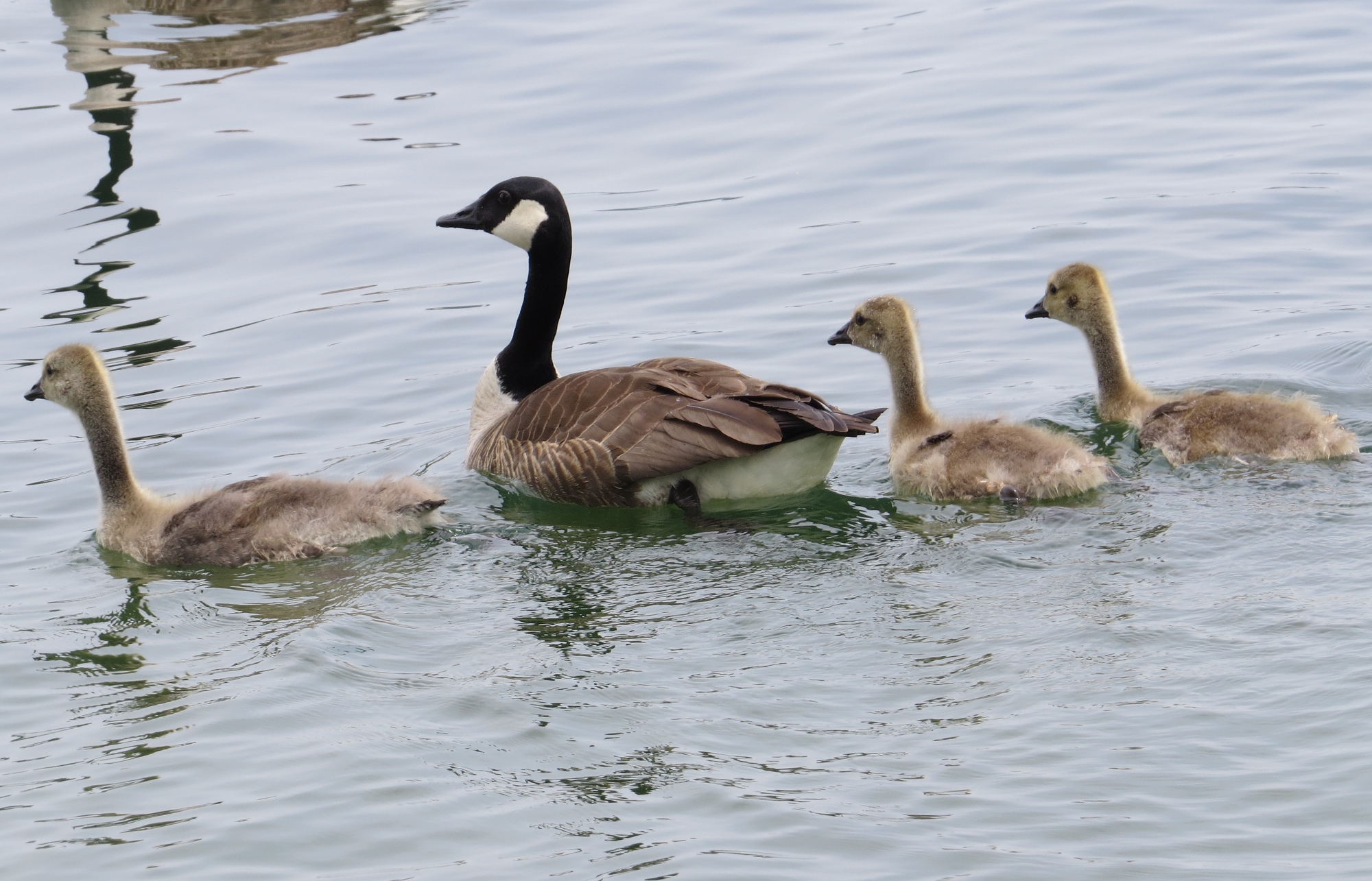 Geese and goslings