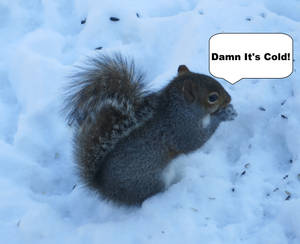 Snow squirrel Edit