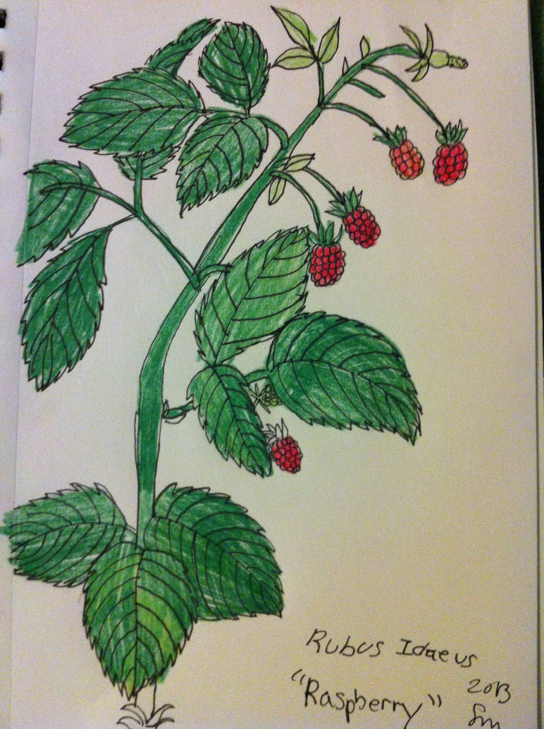 Rasberries drawing by NightTimeMuse on DeviantArt