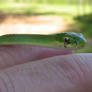 Little green garter snake