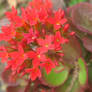 Red Flowers