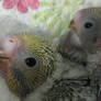 Parakeet Babies