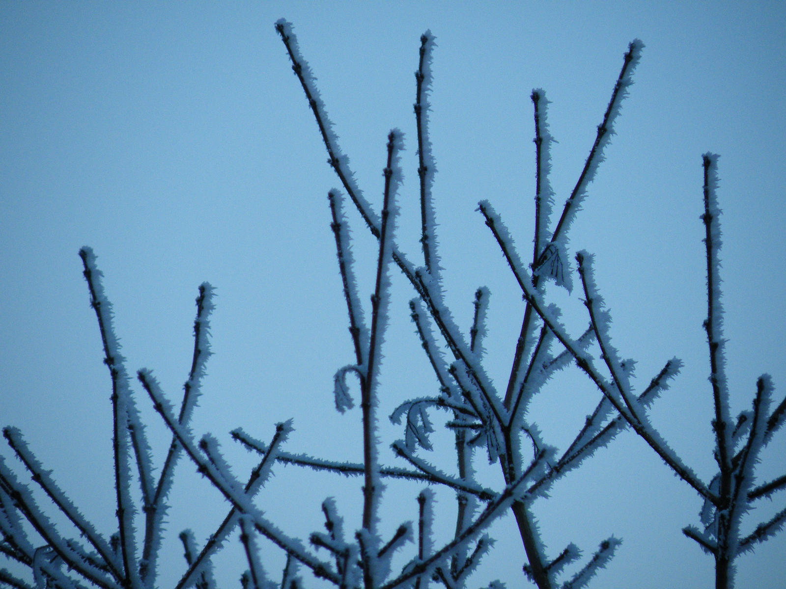 Winter morning