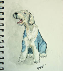 English Sheepdog: Watercolour