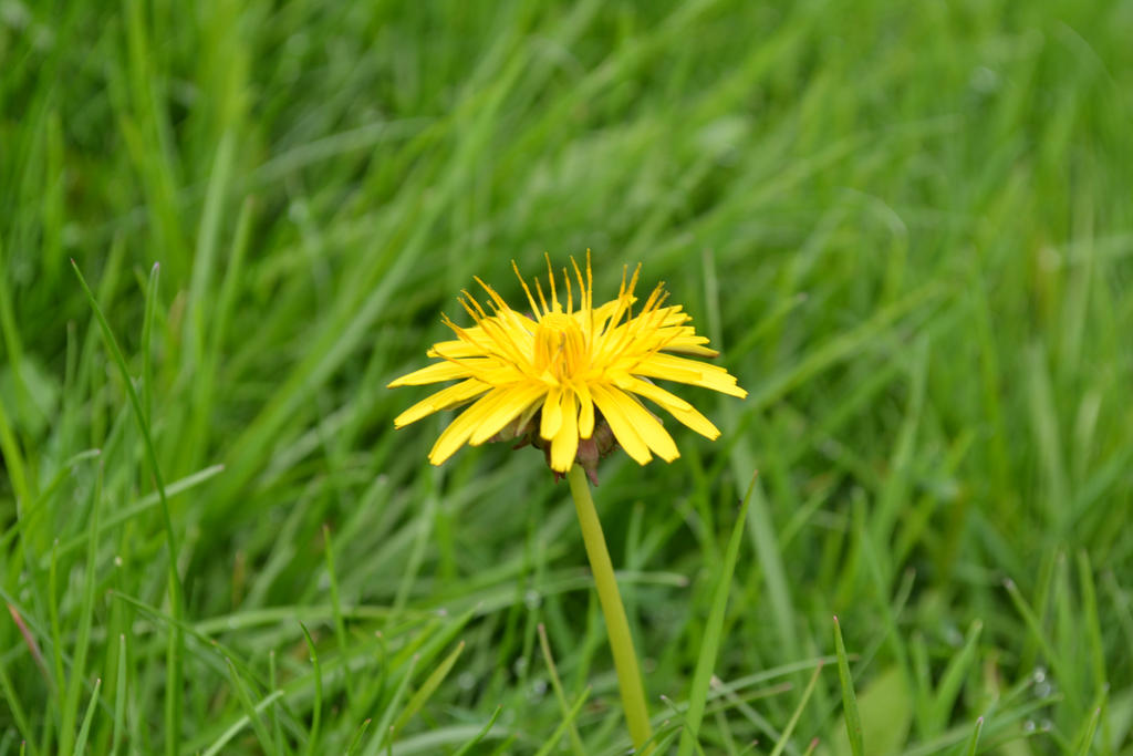 New Life 2 By Introverses On DeviantArt new-life-2-by-introverses-on-deviantart