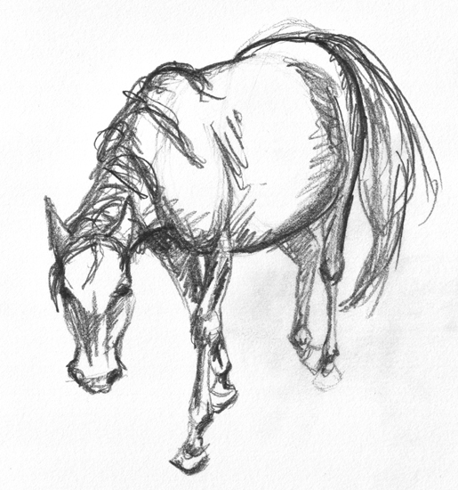 horse study 3