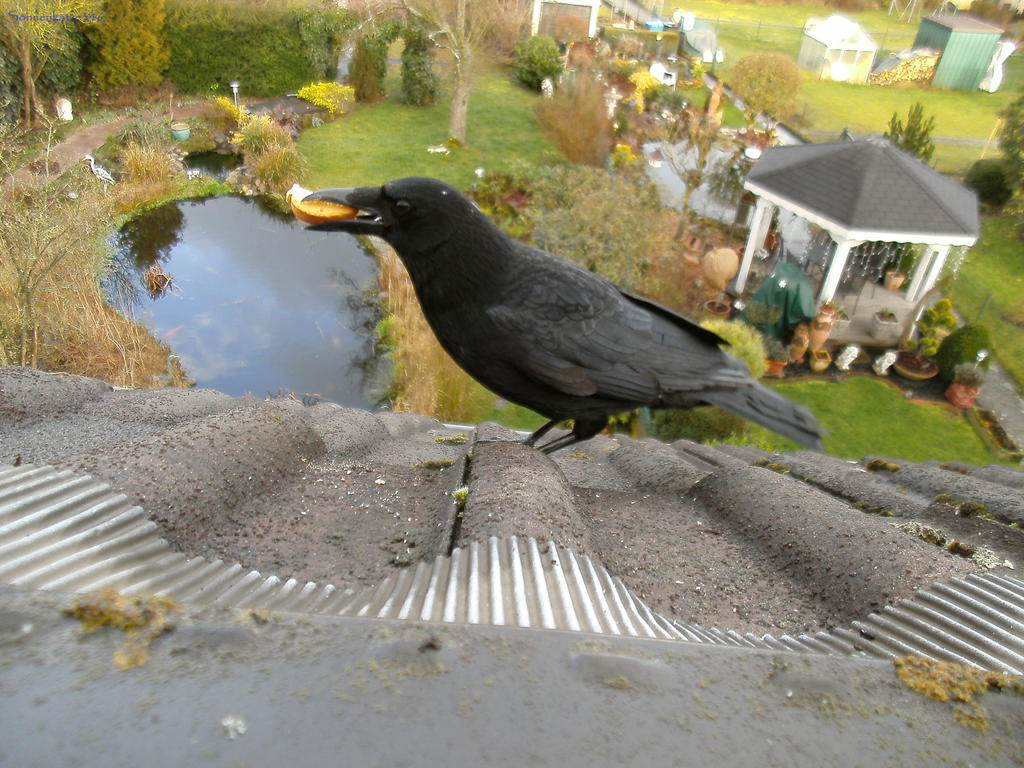 Feeded raven