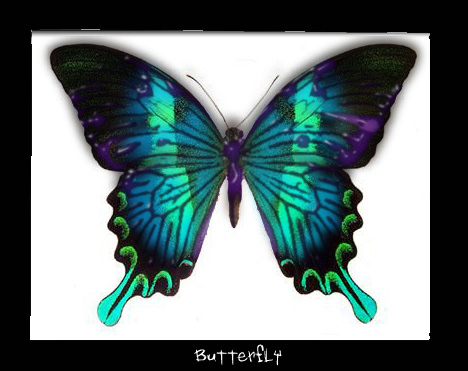 Butterfly