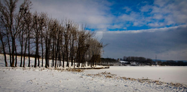 Winter - Trees on a frozen lak