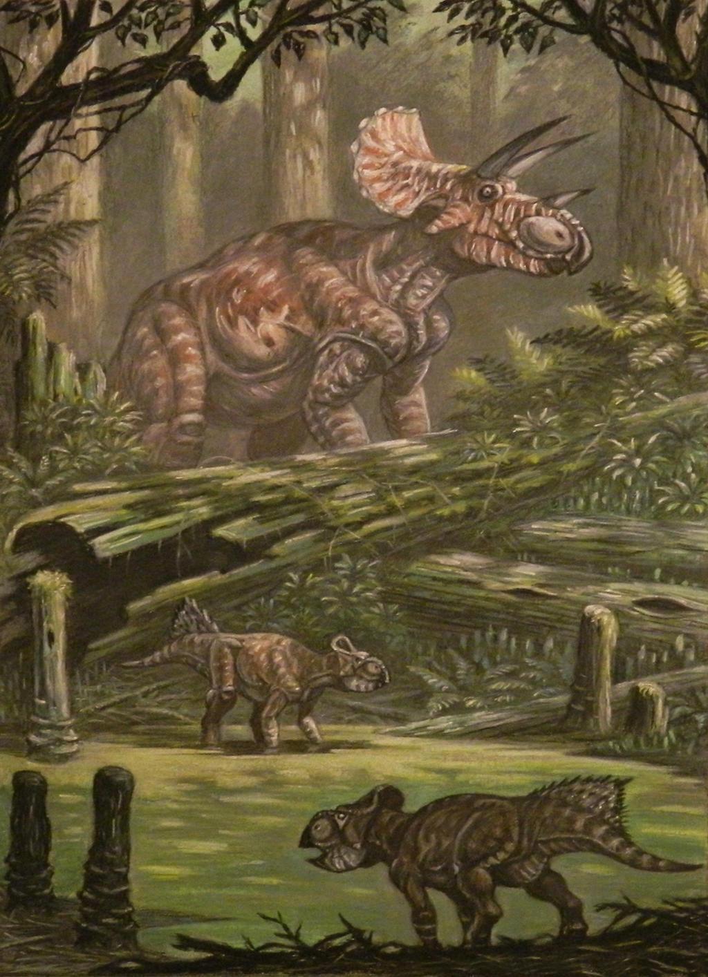 Triceratops horribus, Leptoceratops gracilis.