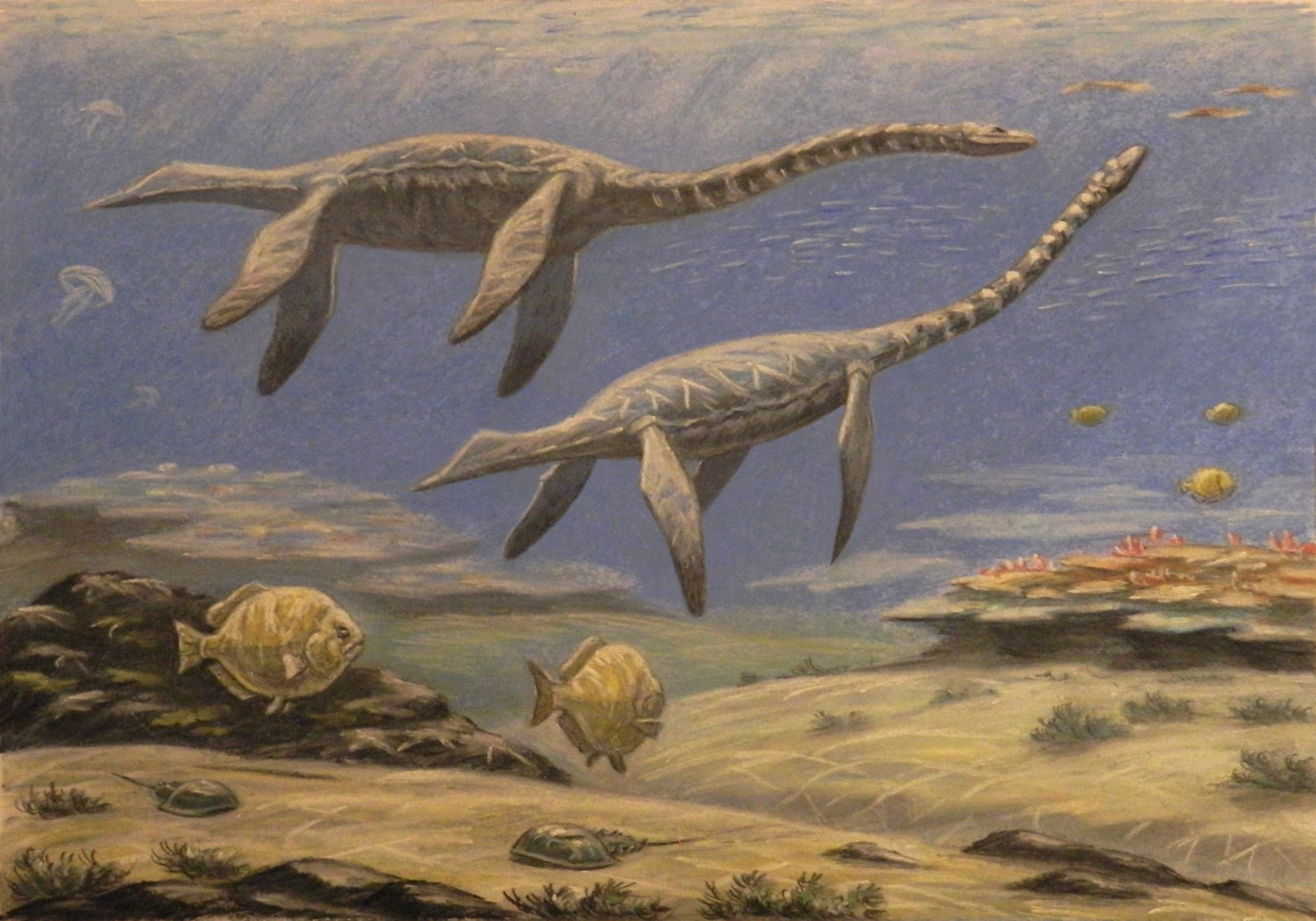 Fish Dapedium,  Plesiosaurus dolichodeirus