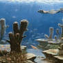 The history of life on earth