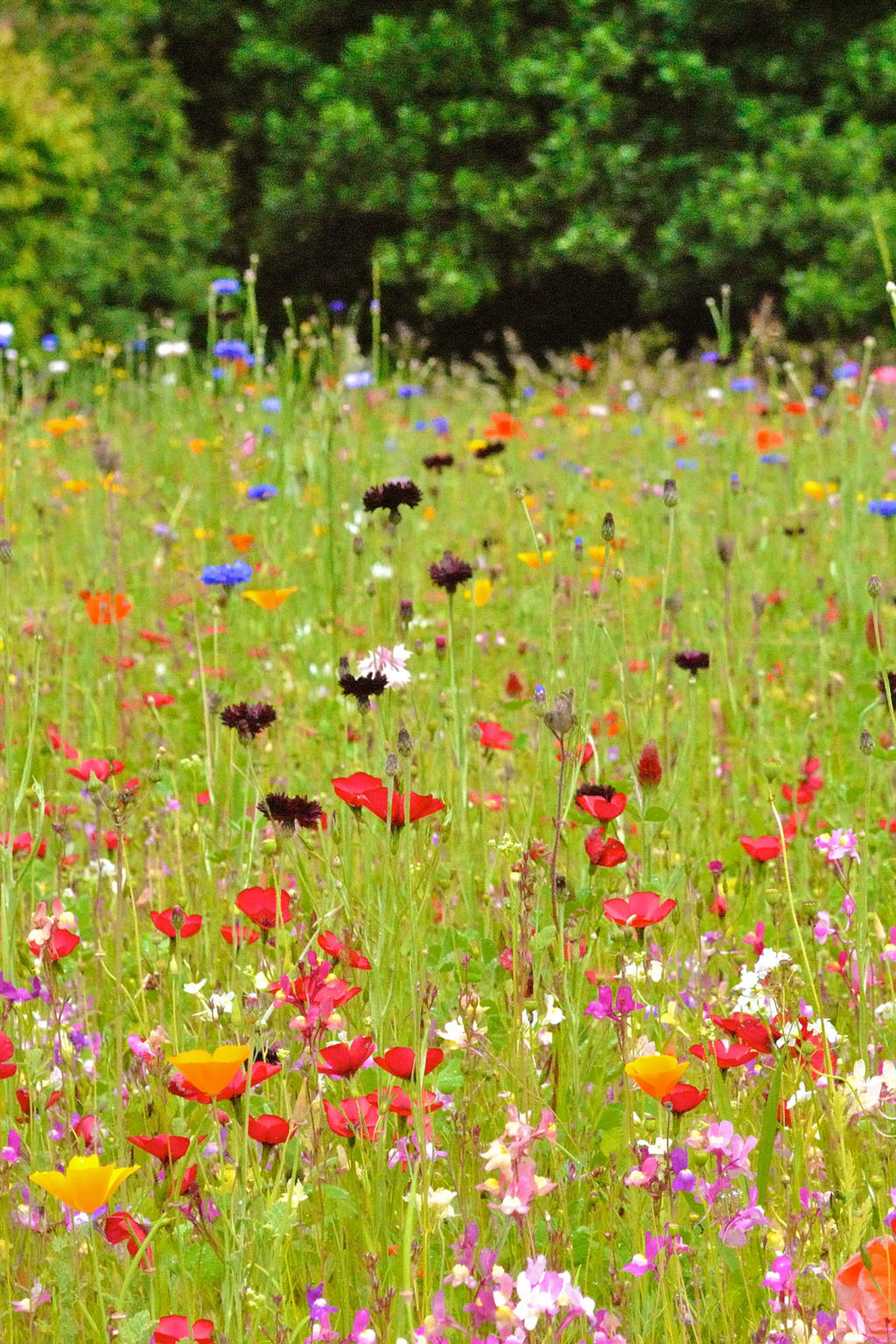 Wildflowers by Mez10000