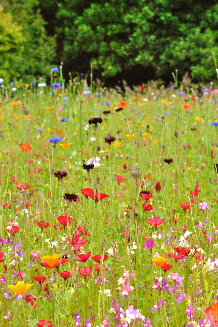 Wildflowers by Mez10000