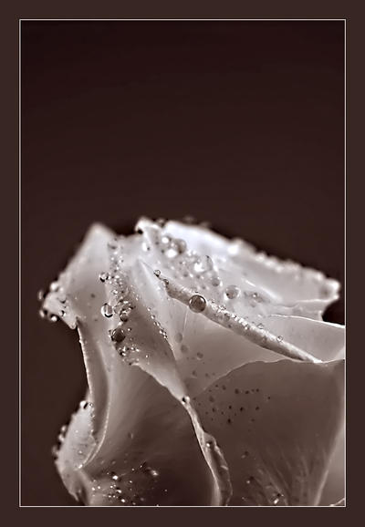 infrared rose by Serret on DeviantArt