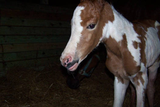 New Overo Filly