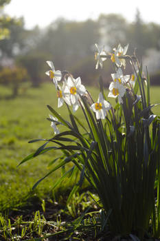 Narcissi