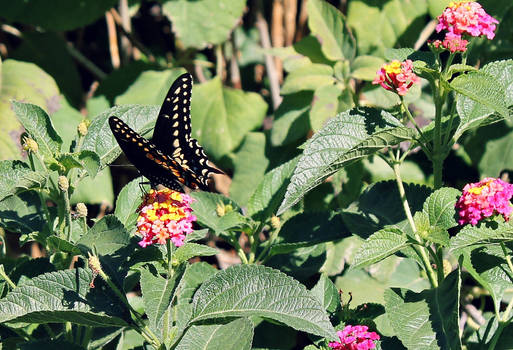 Swallowtail