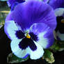 Little Pansy