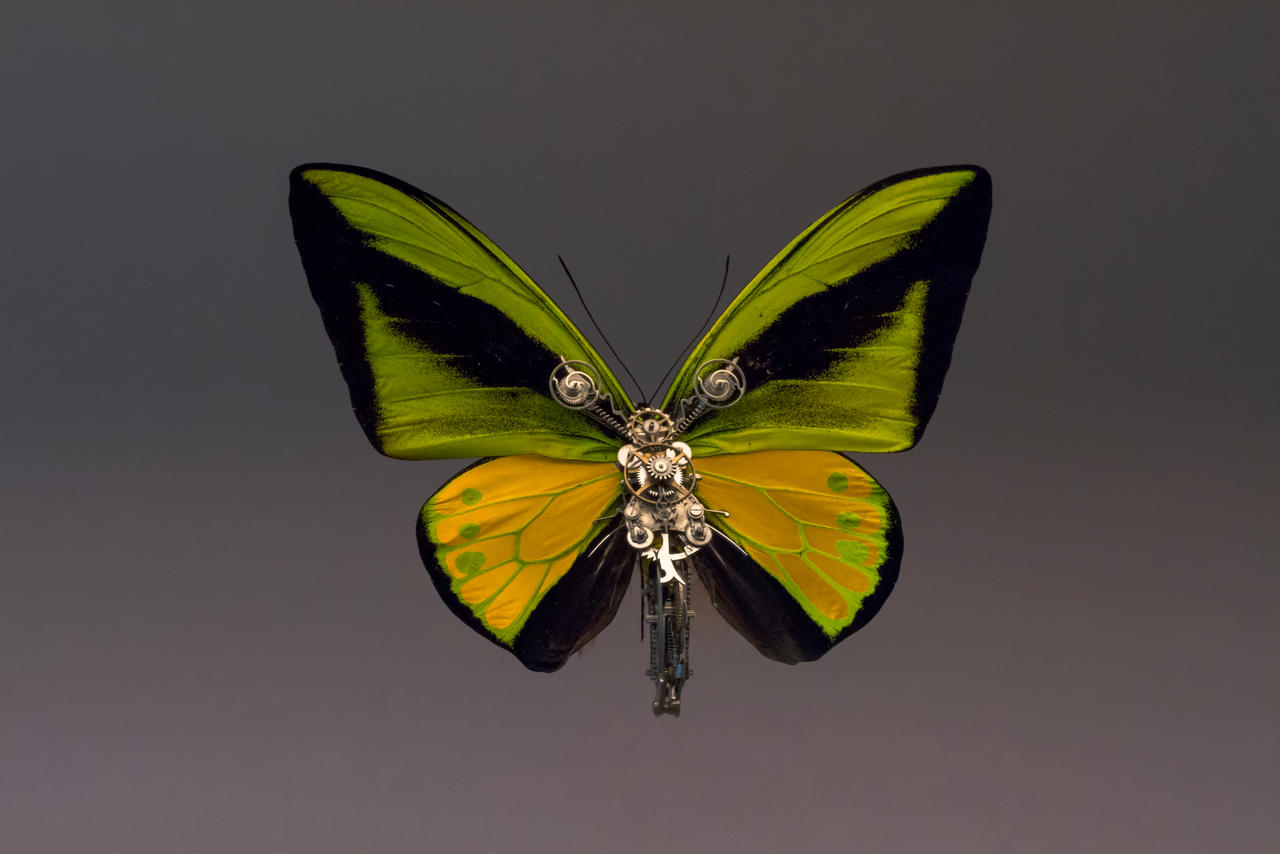 Ornithoptera Goliath