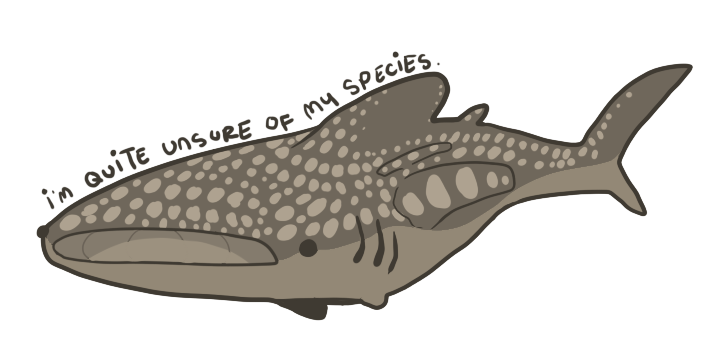 Unsure whale shark