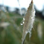 Dew Drop Seed Pod