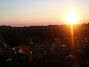 Child from the Corn