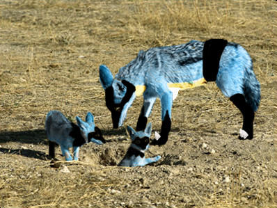 Real Life Riolu Real Lucario And Riolu XD by YoukaiWarrior on DeviantArt