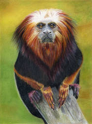 Colourful Monkey