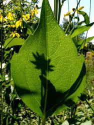 Shadows of Green