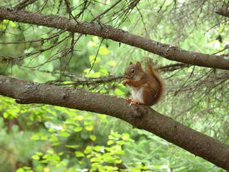 A Red Squirrel