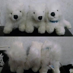 Webkinz samoyed