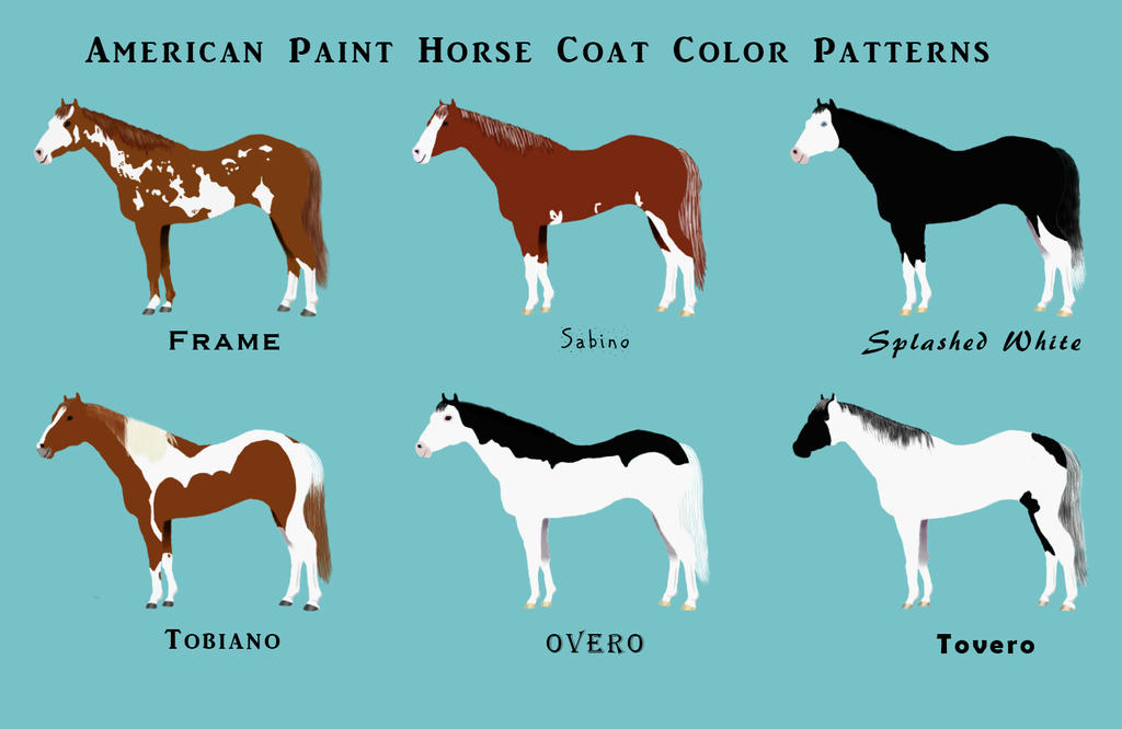 American Paint Horse Chart By Faolan22 On Deviantart
