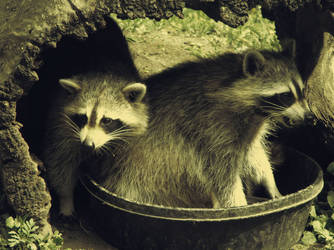 Raccoons