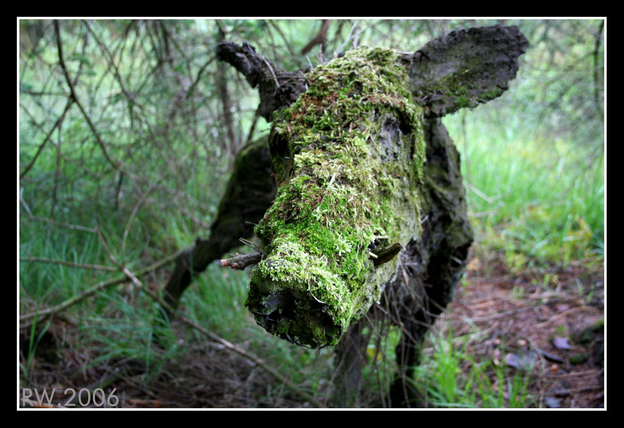 Grizedale: Sally Matthews 1