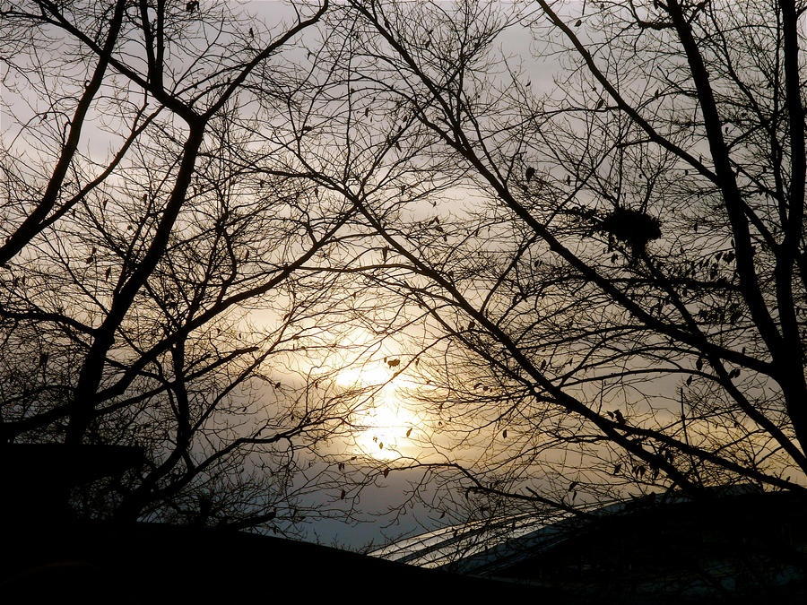 Sunset in the Trees