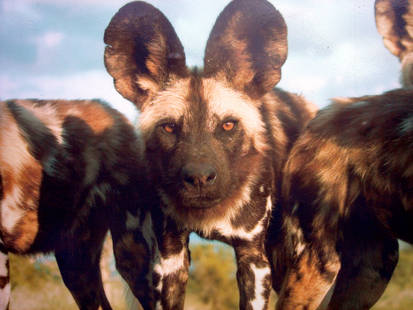 African Wild Dog