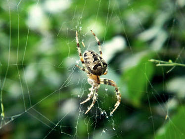 spider