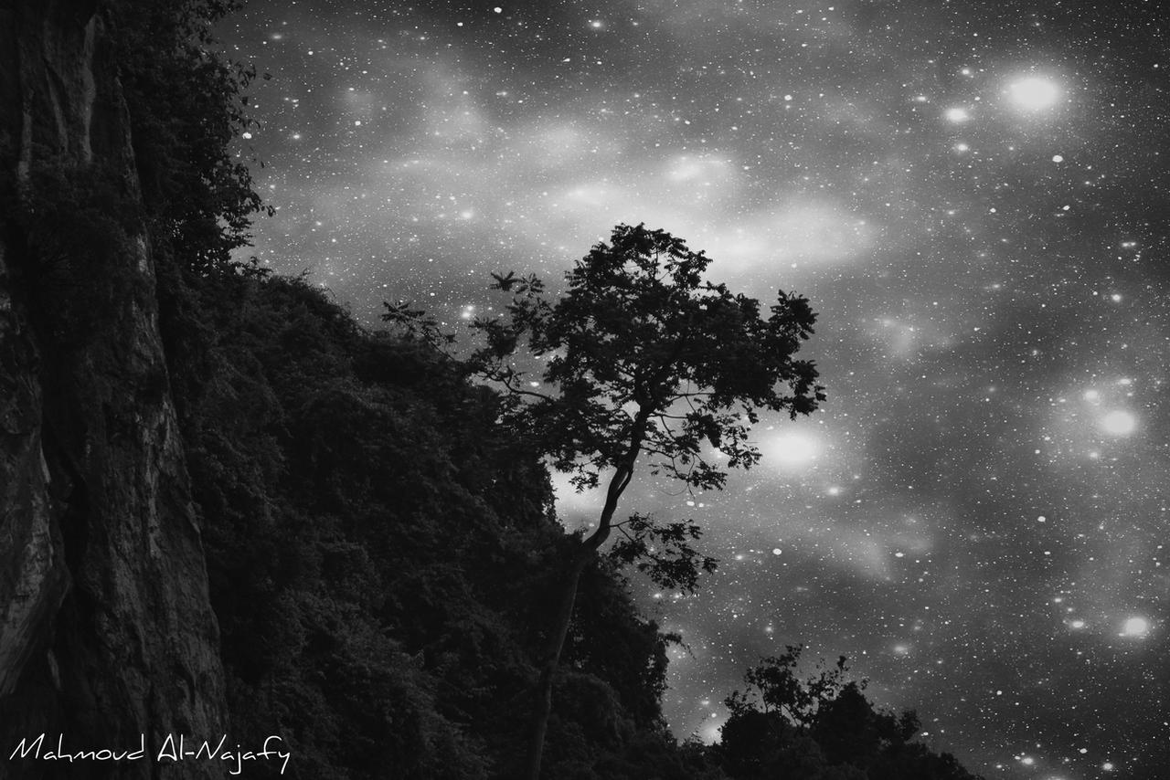 As the sky illuminates my lonely tree BW