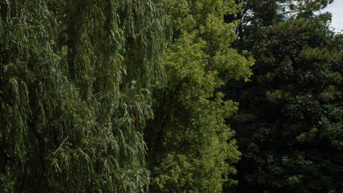 Willow Tree by mrsaintj123 on DeviantArt