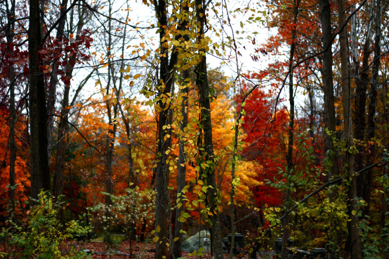 The many colors of autumn