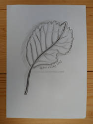 Apple Leaf