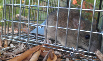 Catch and Release - Mr. Rat